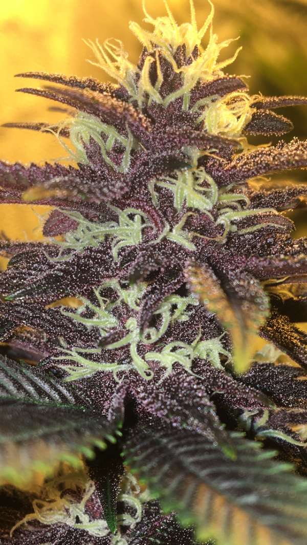 BAIE ROSE F1 - Image 10