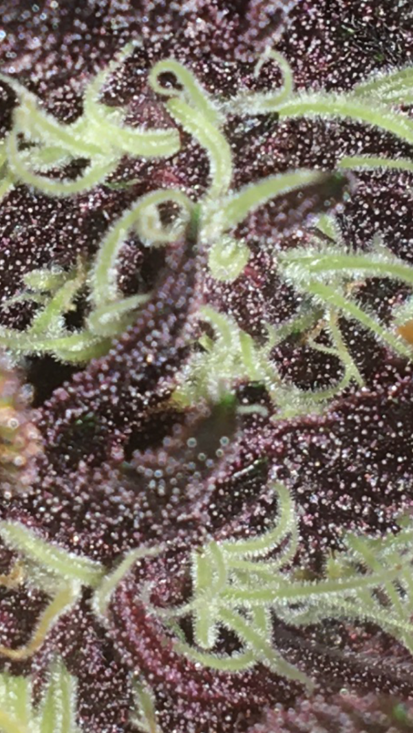 BAIE ROSE F1 - Image 11
