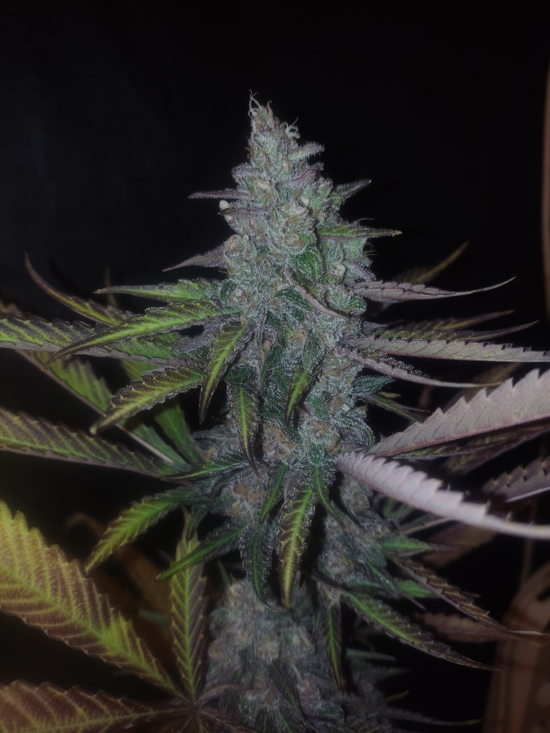 CERISE ROSE V1 F1 - Image 5