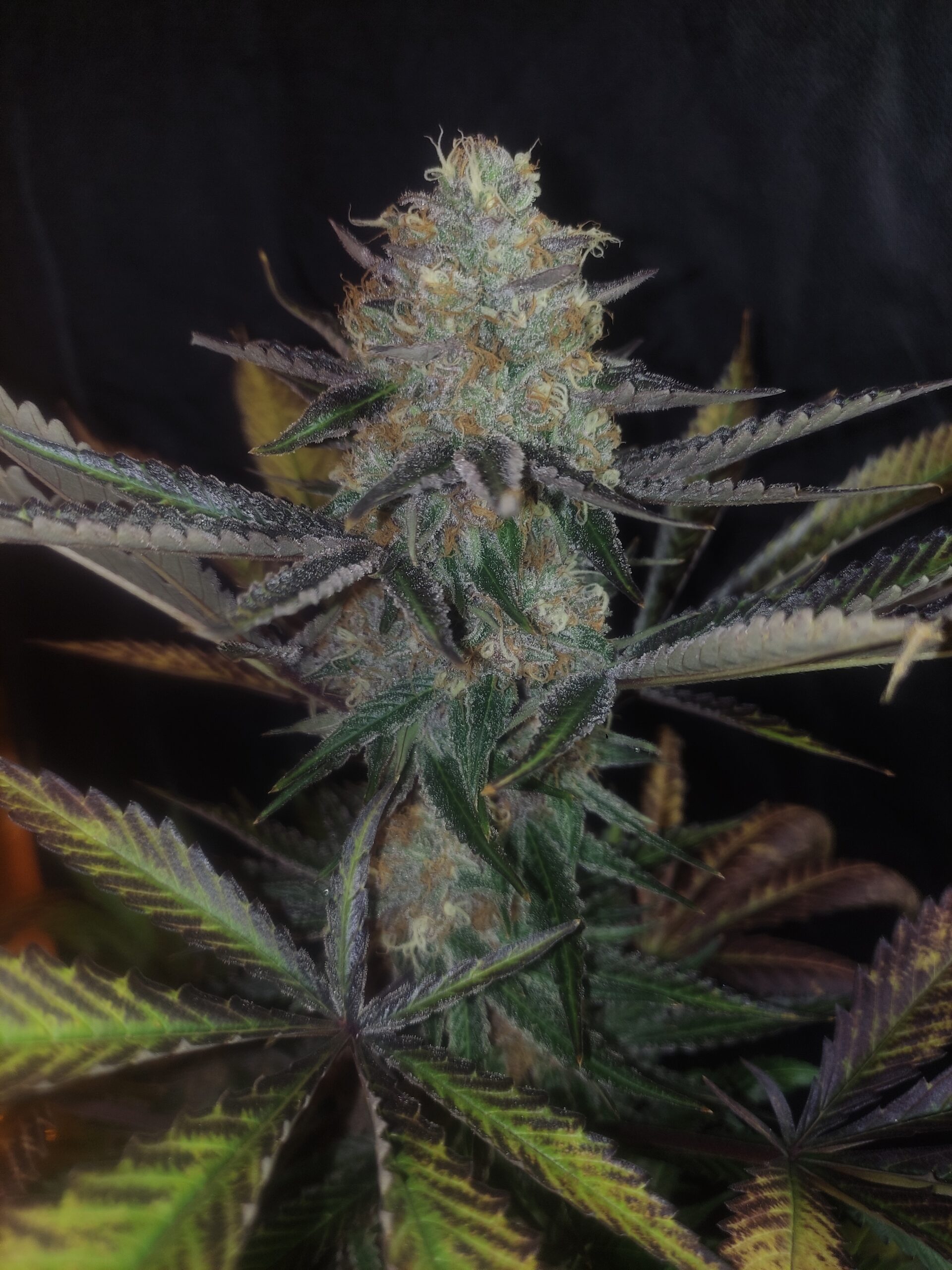 CERISE ROSE V1 F1 - Image 3