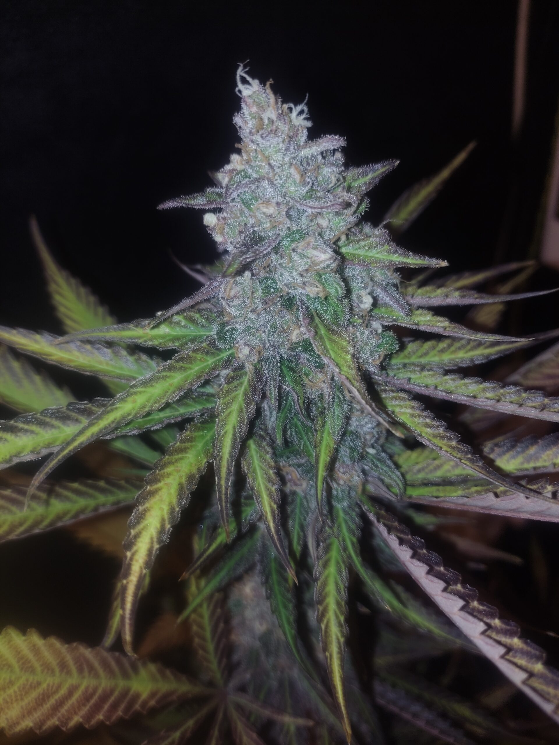 CERISE ROSE V1 F1 - Image 4