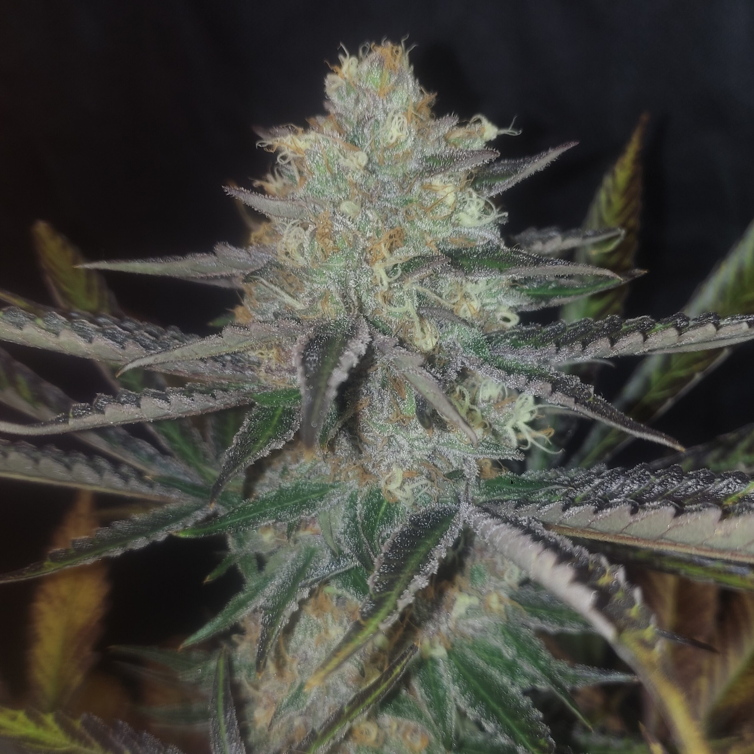 CERISE ROSE V1 F1 - Image 2