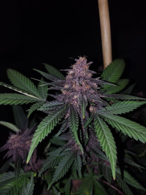 BAIE ROSE F1 - Image 2