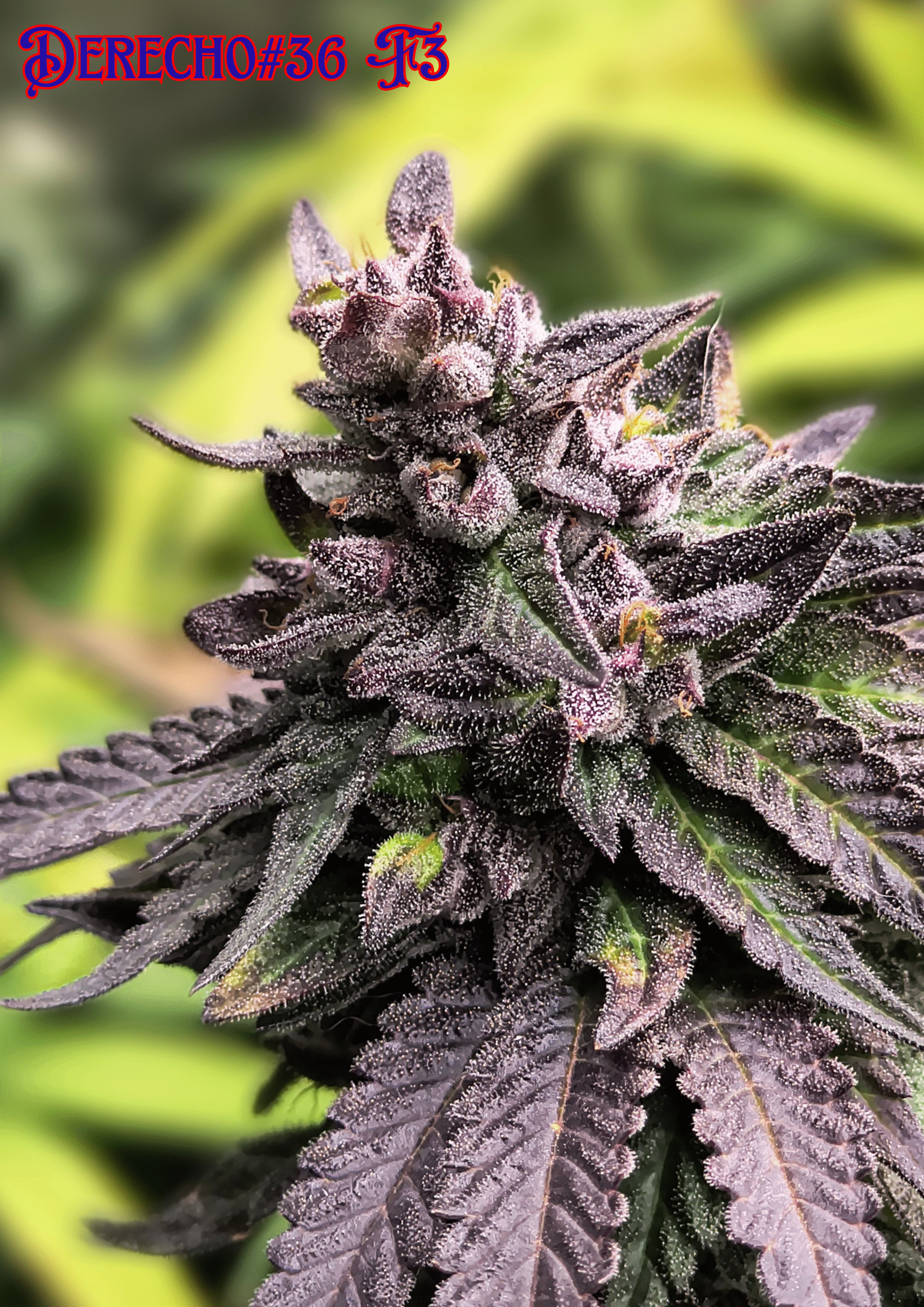 MADELEINE F1 - Image 9