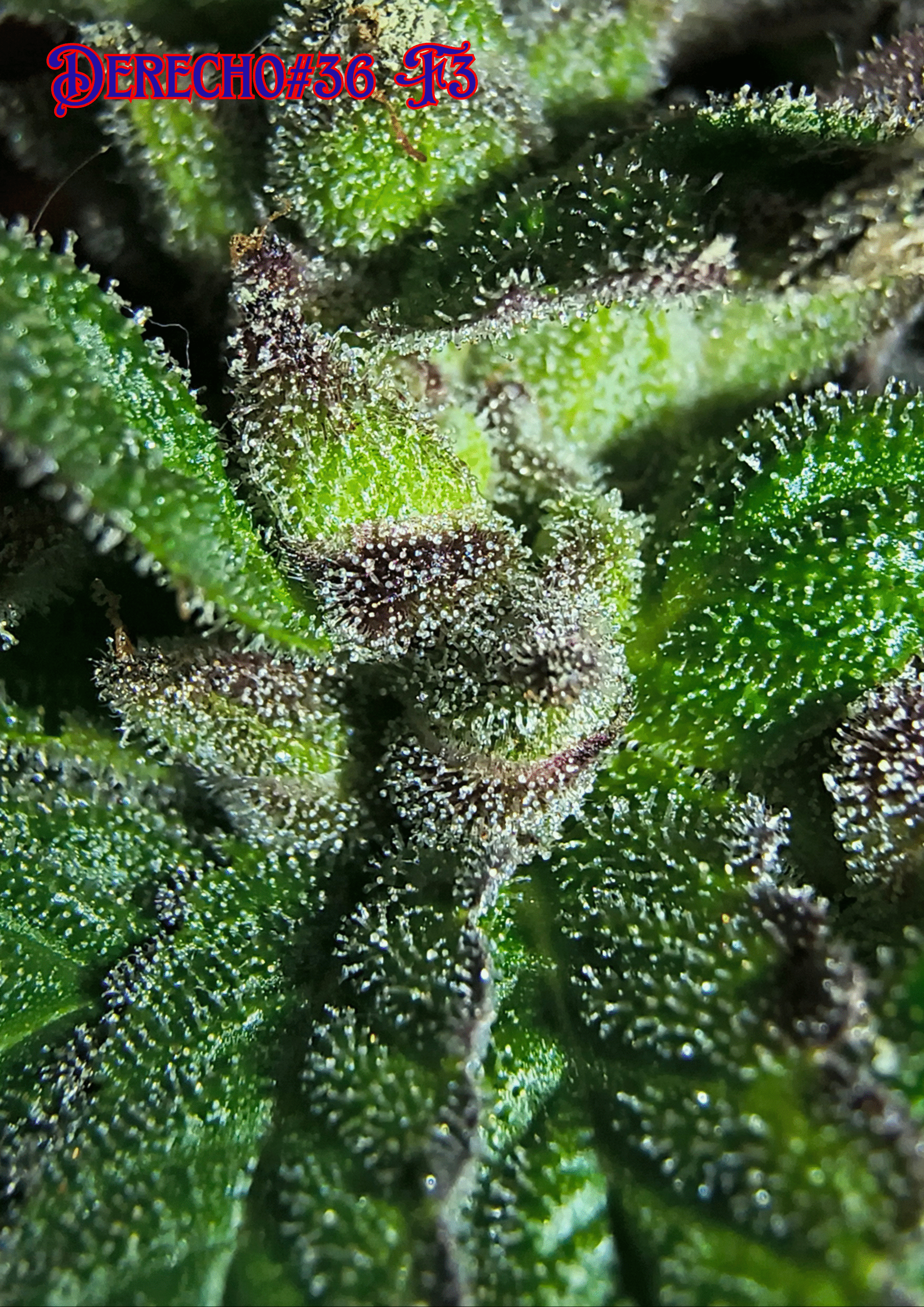 MADELEINE F1 - Image 11