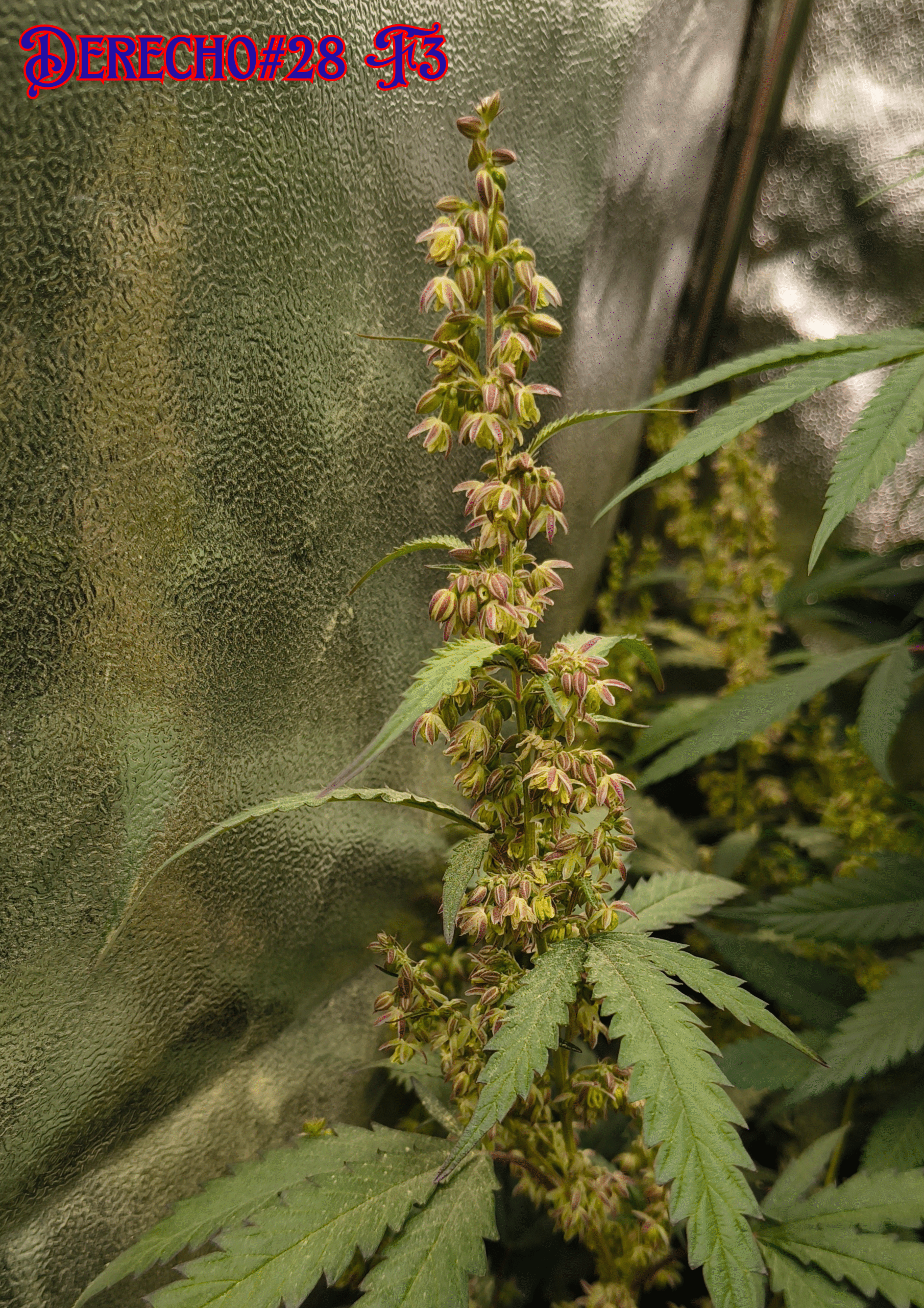 MADELEINE F1 - Image 7