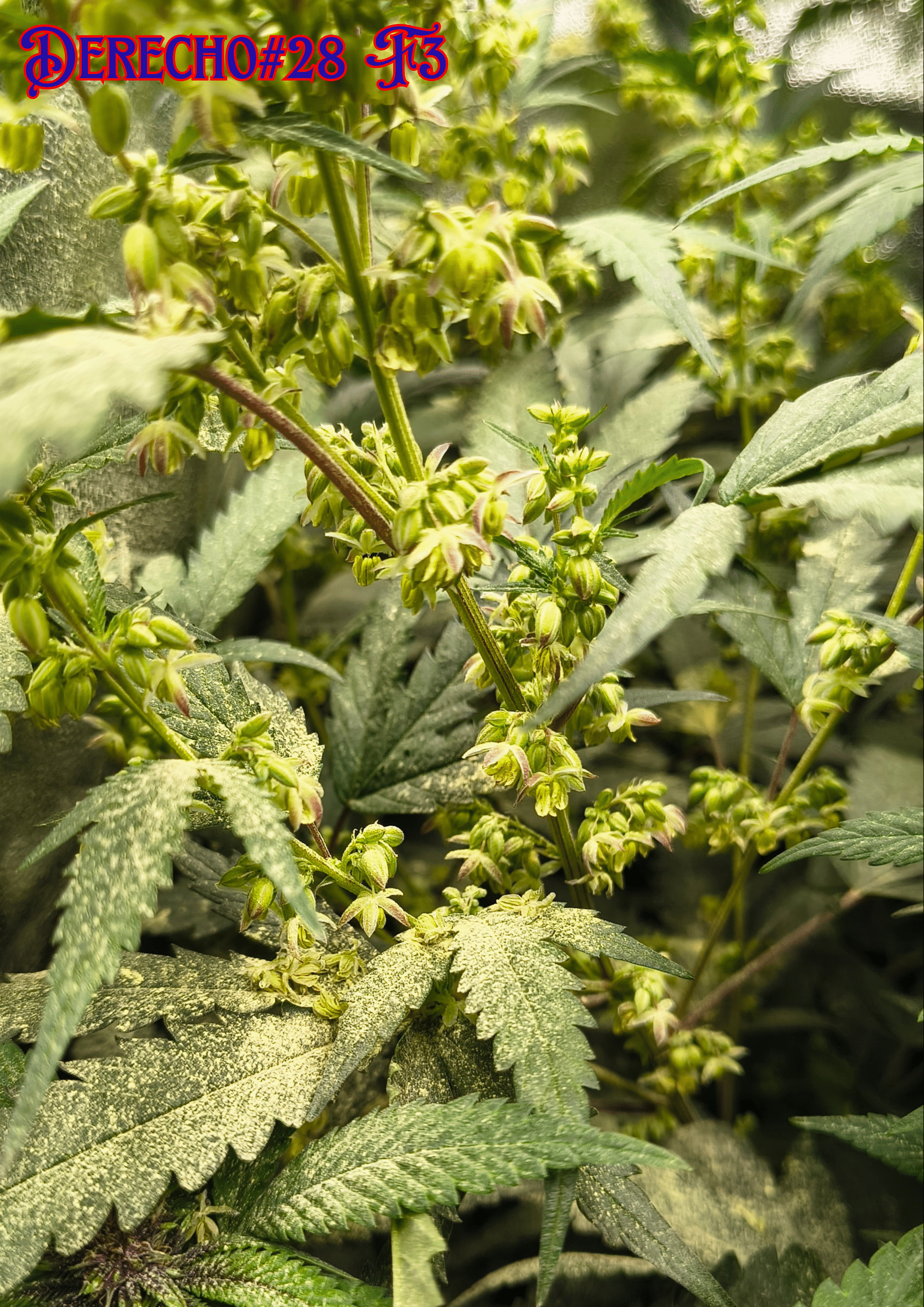 MADELEINE F1 - Image 8